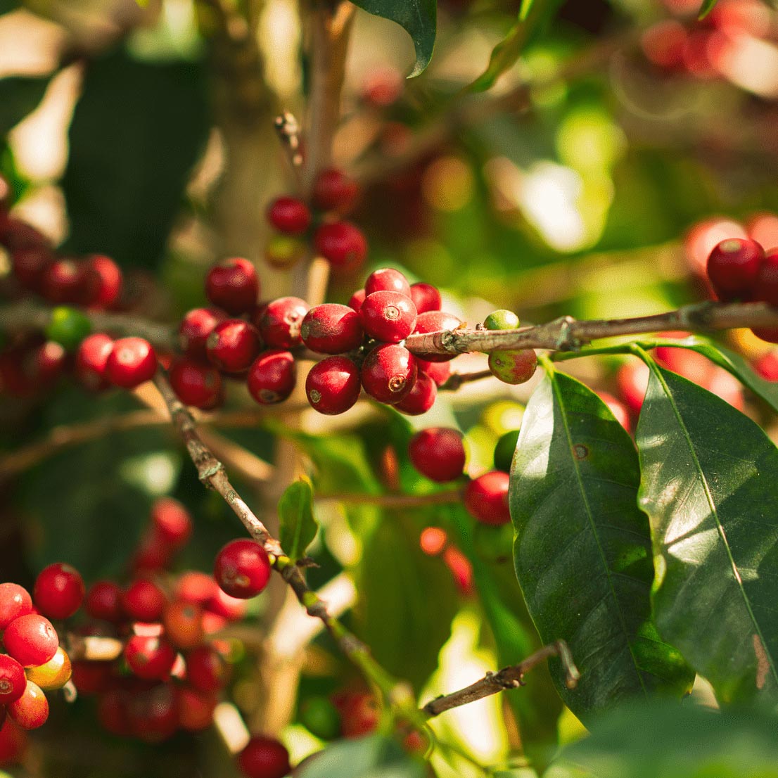 Finca Flores - Finca de Café