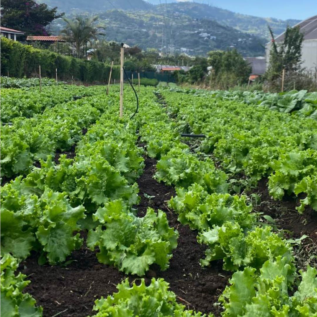 Agricultura en Bebedero, Escazú, en la ruta del campo a la mesa